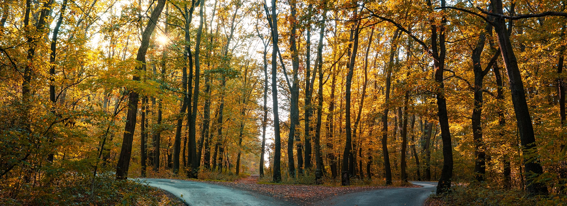 wooded area